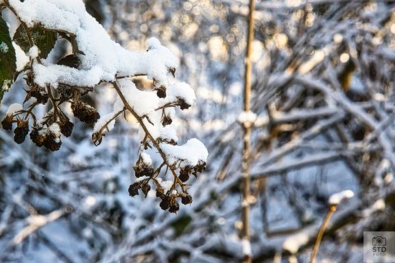Schneezweig Zweige mit Schnee und gefrorenen Blättern in einer winterlichen Kulisse.